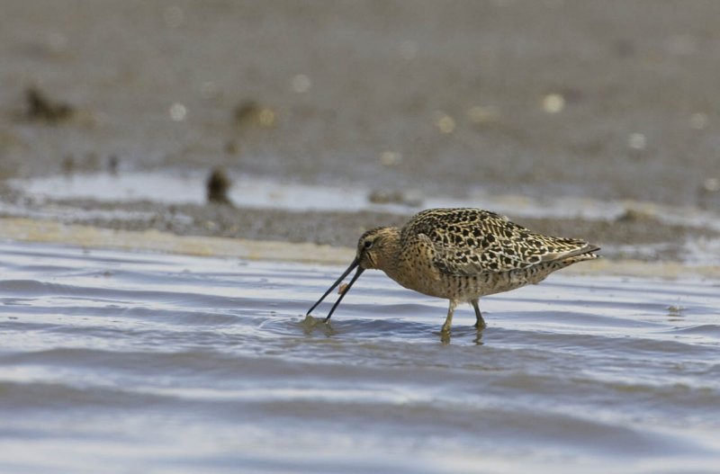 Short-billed Dowitcher