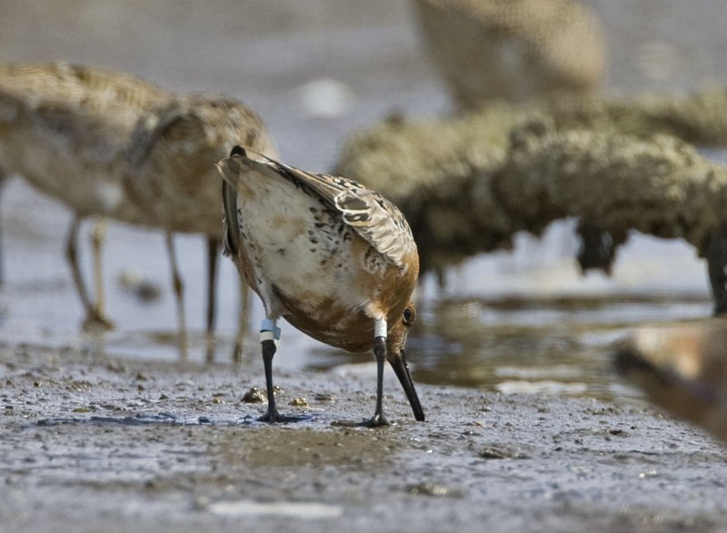 Red Knot