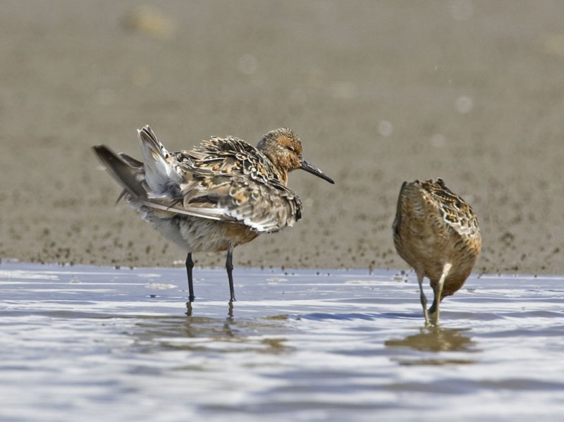 Red Knot