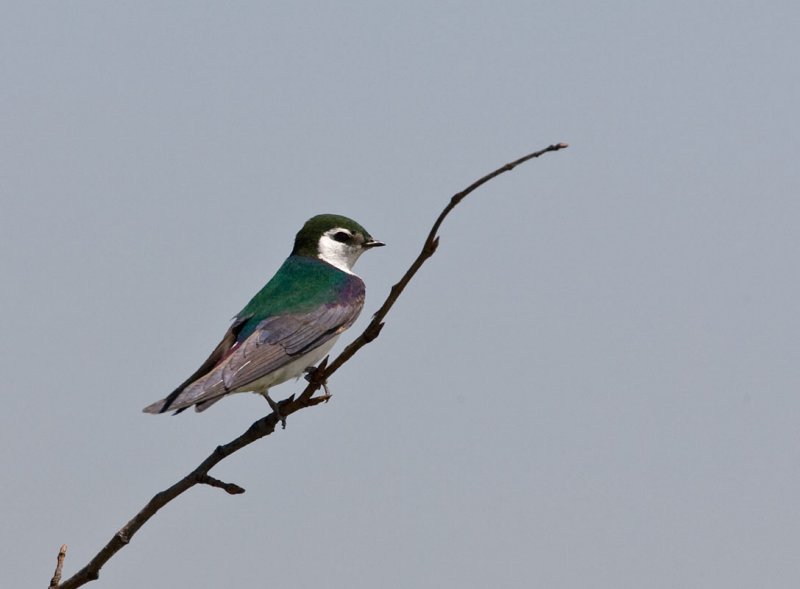 Violet-green Swallow