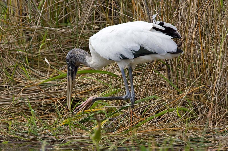 Wood Stork