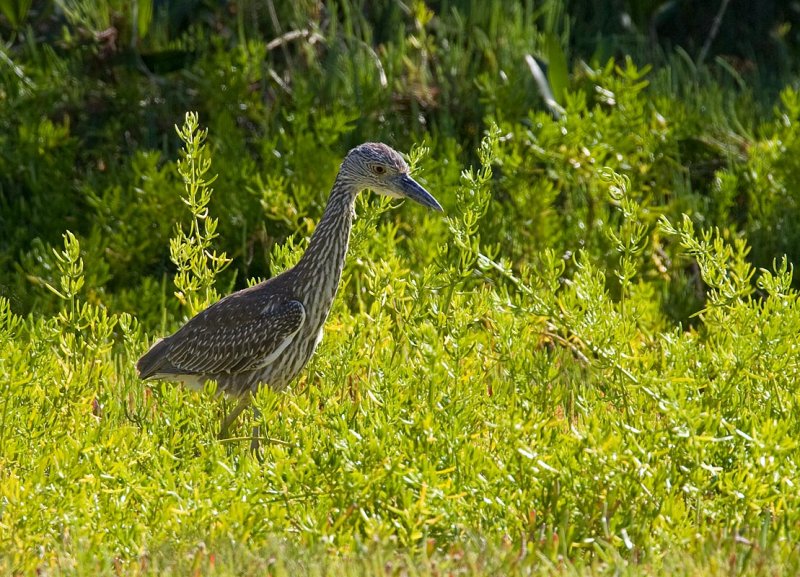 Yellow-crowned Night-Heron (Juv)