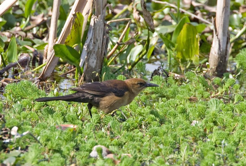Boat-tailed Grackle (F)