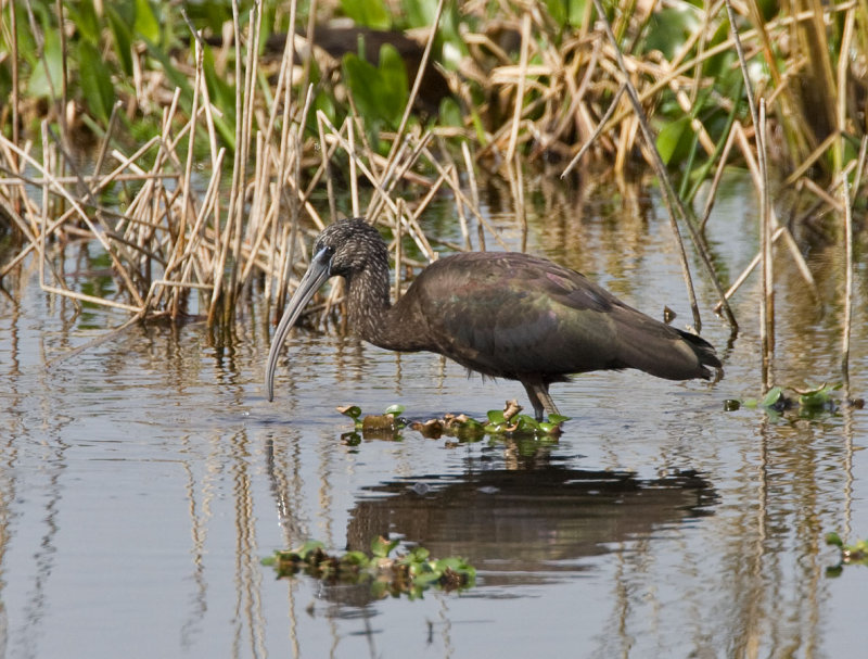 Glossy Ibis