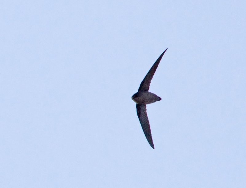 Vauxs Swift