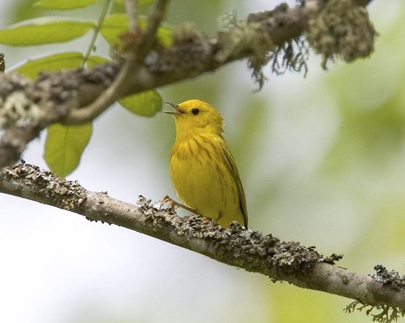 Yellow Warbler