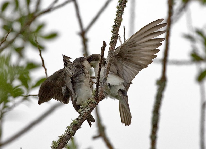 Tree Swallow