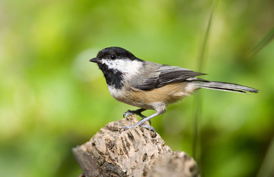 Black-capped Chickadee