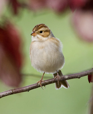 Clay-colored Sparrow