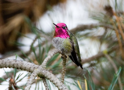 Anna's Hummingbird (M)