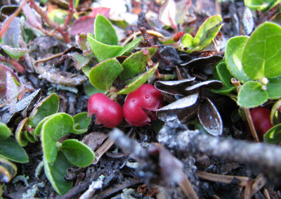Gaultheria ovatifolia Slender wintergreen