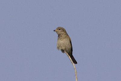 Northern Shrike (Juv)