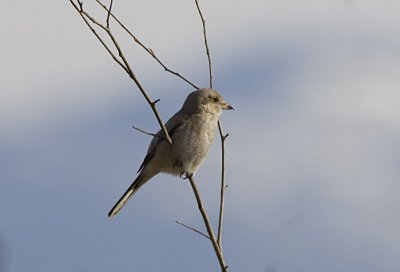 Northern Shrike (Juv)