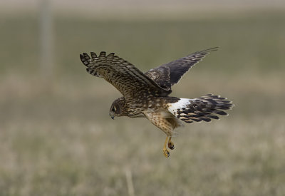 Northern Harrier (F)
