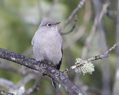 Townsend's Solitaire