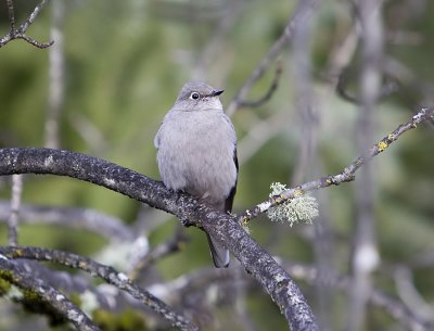 Townsend's Solitaire