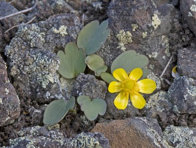 Ranunculus glaberrimus Sagebrush buttercup