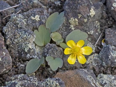 Ranunculus glaberrimus  Sagebrush buttercup