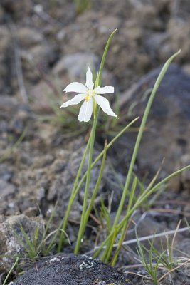 Olsynium (Sisyrhincium) douglasii Douglas' grass-widow (white form)