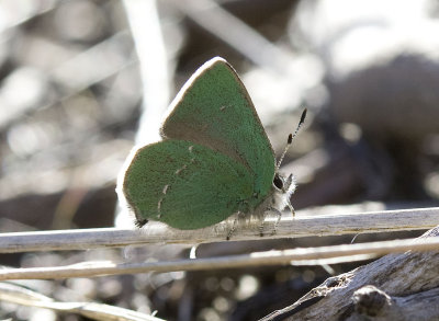 Sheridan's Green Hairstreak Callophrys sheridanii