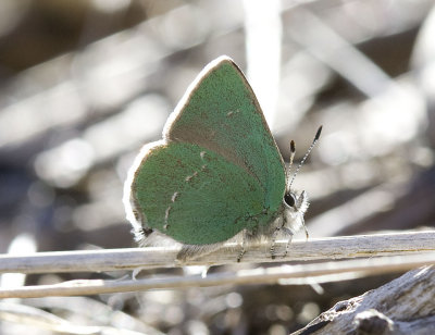 Sheridan's Green Hairstreak Callophrys sheridanii