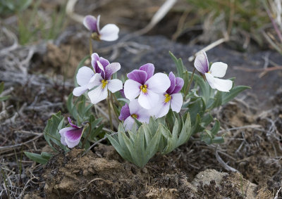 Viola trinervata  Three-nerved violet (white form)