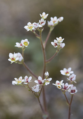 Saxifraga occidentalis Western saxifrage