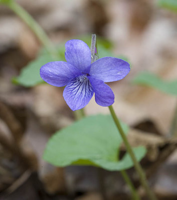 Viola howellii  Howell's violet