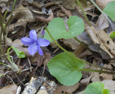 Viola howellii  Howell's violet