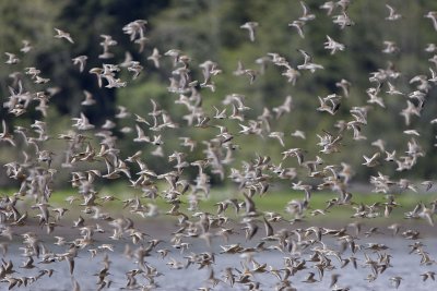 Dunlin, Red Knots and Short-billed Dowitchers