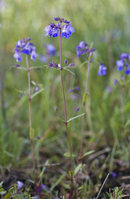 Collinsia grandiflora Large-flowered blue-eyed mary