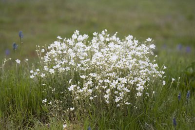 Cerastium arvense Field chickweed