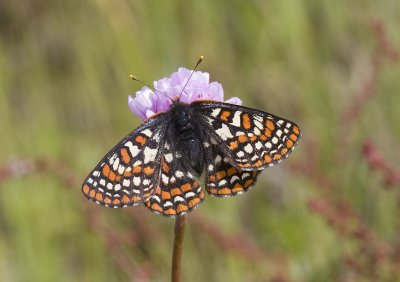 Taylor's Checkerspot