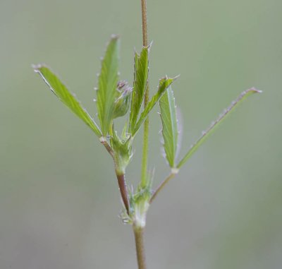 Trifolium oliganthum Few-flowerered clover