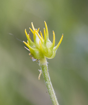 Ranunculus orthorhynchus Straight-beak buttercup