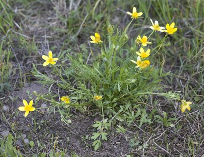 Ranunculus orthorhynchus Straight-beak buttercup