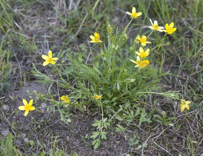 Ranunculus orthorhynchus  Straight-beak buttercup