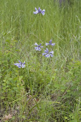 Triteleia grandiflora (Brodiaea howellii) Douglas' brodiaea