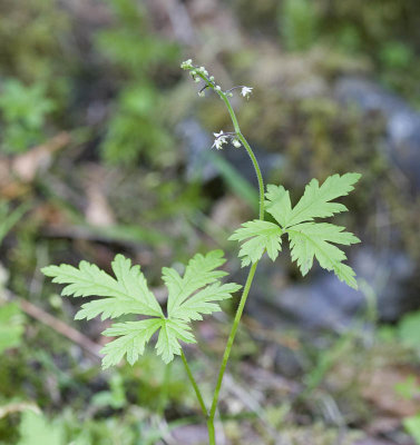 Tiarella trifoliata v. laciniata  Cut-leaf foamflower