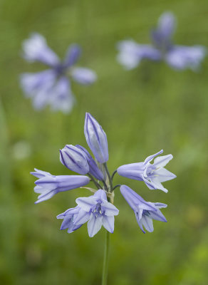 Triteleia grandiflora (Brodiaea howellii) Douglas' brodiaea