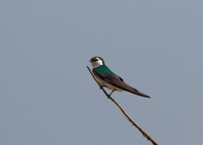 Violet-green Swallow