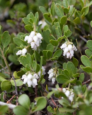 Arctostaphylos nevadensis