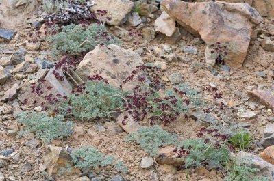 Lomatium cuspidatum  Wenatchee desert-parsley