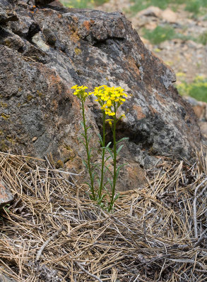 Erysimum arenicola var. torulosum (Wenatchee mountains)