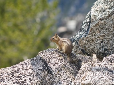 Cascade Golden-mantled Ground Squirrel