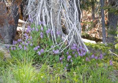 Clematis occidentalis Western blue clematis