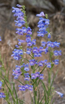 Penstemon speciosus Showy penstemon