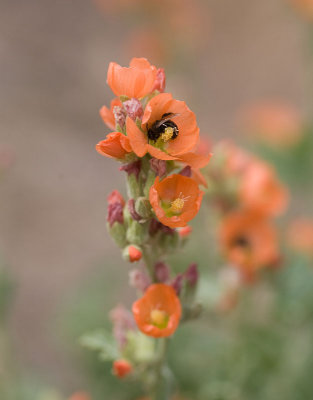 Munro's globemallow Sphaeralcea munroana