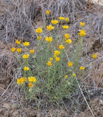 Erigeron linearis  Desert yellow fleabane