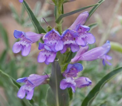 Penstemon speciosus Showy penstemon